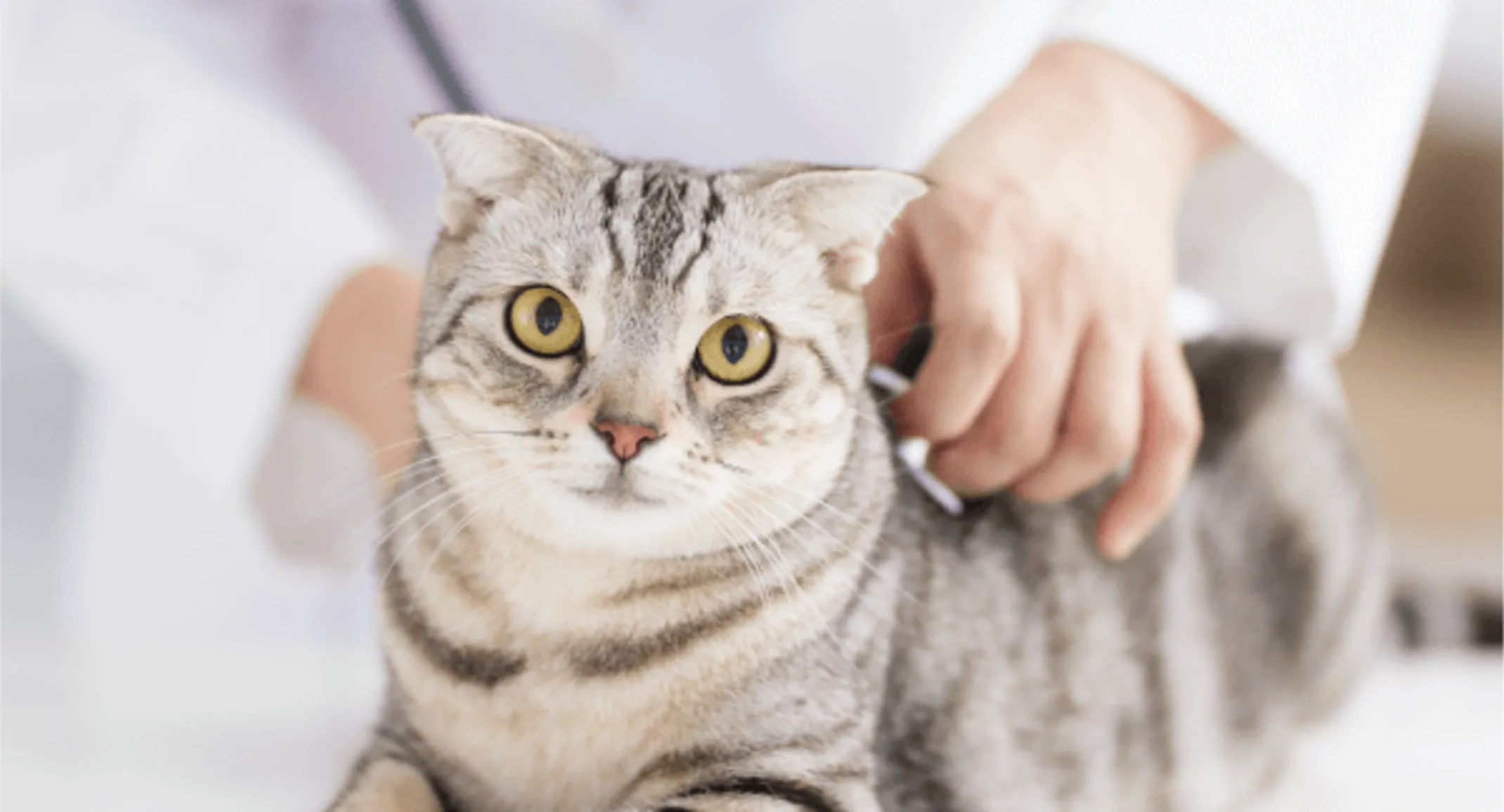 A grey tabby cat is on a medical table about to get a checkup by a Veterinarian.